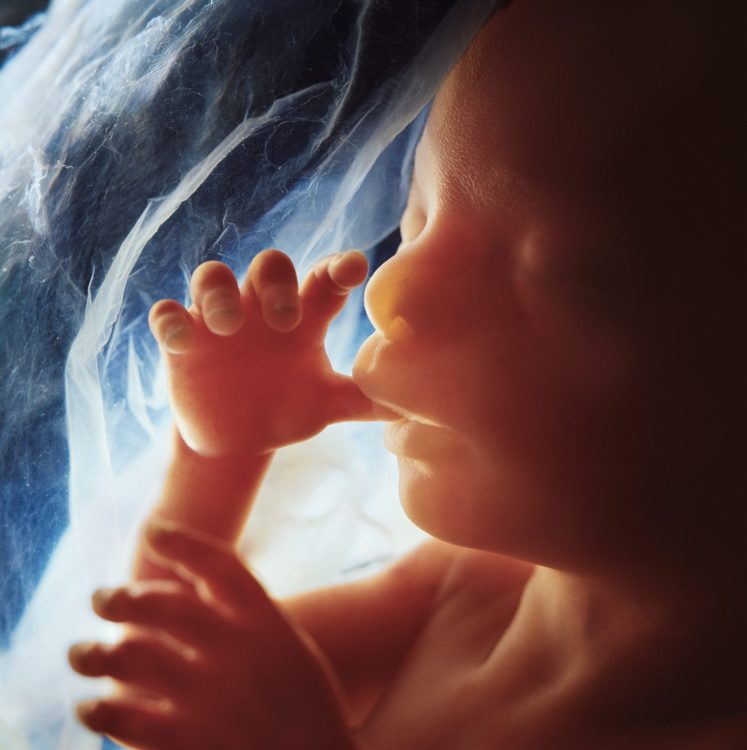 Le foetus : Rencontre de Lennart Nilsson photographe