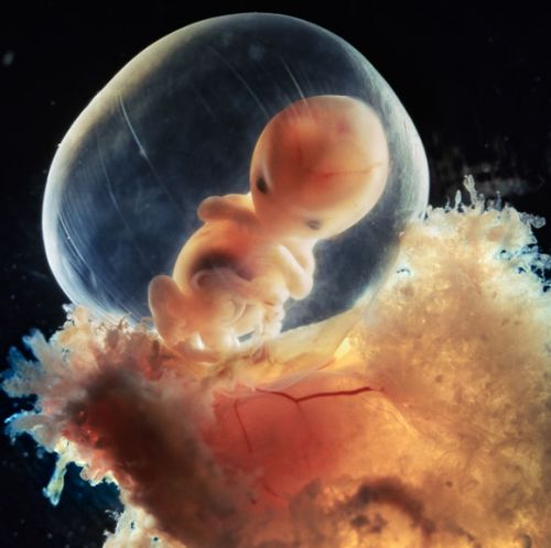Le foetus : Rencontre de Lennart Nilsson photographe-Atlaneastro
