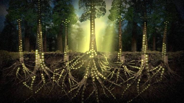 Les-arbres-communiquent-entre-eux-géants-la forêt-Atlaneatro