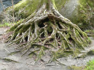 L-arbre-généalogique-ou-le-rôle-des-ancêtres-dans-notre-vie-Atlaneastro