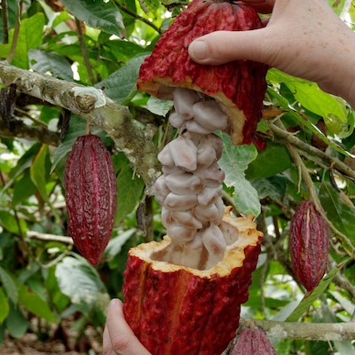 La-cérémonie-du-cacao-sacré-Part.1-Atlaneastro