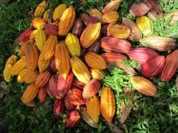 La-cérémonie-du-cacao-sacré-Part.1-Atlaneastro