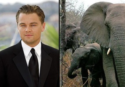 Léonardo DiCaprio et les éléphants fondation Part.1-Atlaneastro
