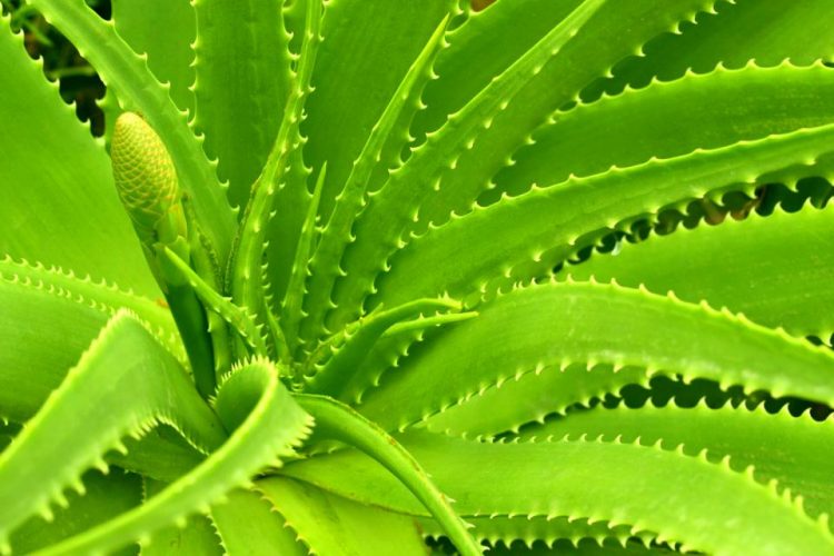 Aloe vera Plante Médecine, plante magique?