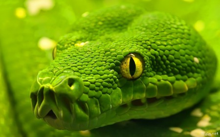 serpent vert Part.2-Atlaneastro