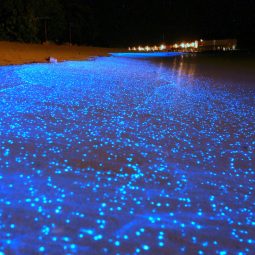 une plage bioluminiscente lumière-Atlaneastro