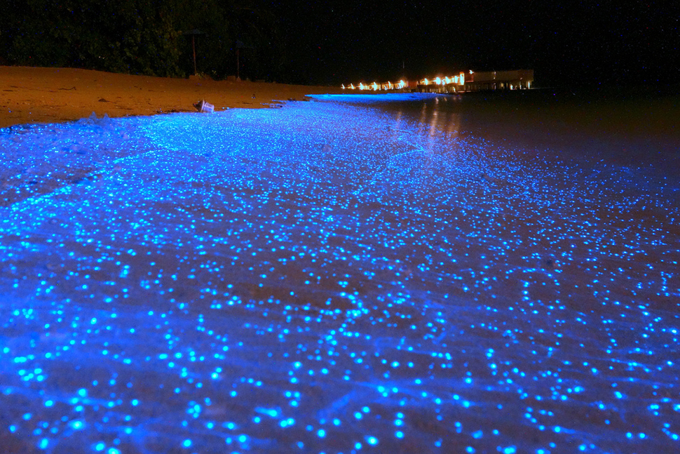 une plage bioluminiscente lumière-Atlaneastro
