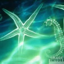 une étoile de mer dans les tons de vert lumière-Atlaneastro