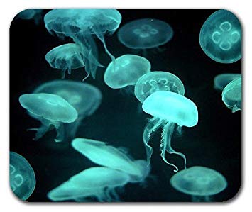 méduses dans les tons de bleu lumière-Atlaneastro