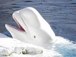dauphin blanc merci Part.4-Atlaneastro