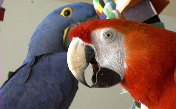 2 perroquets rouge bleu communiquer Part.2-Atlaneastro