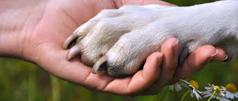 humain et animal se donnant la main merci Part.4-Atlaneastro