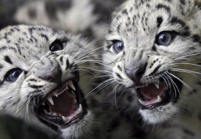 2 bébés léopards panthère noire Part.3-Atlaneastro