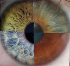 l'iridologie les 4 couleurs de l'iris Part.1-Atlaneastro