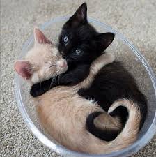 2 chats un noir et un blanc câlin Part.1-Atlaneastro