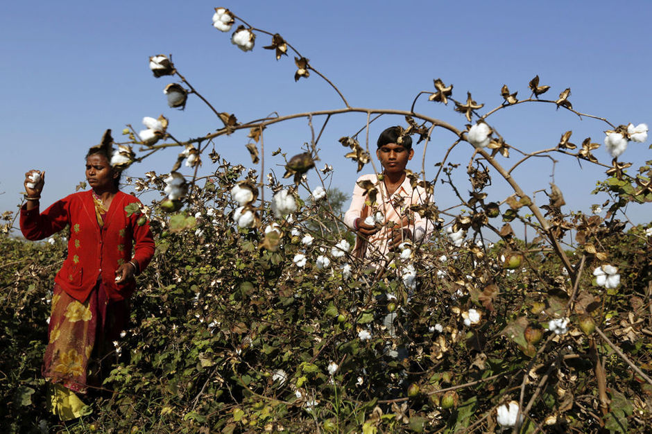 Agriculteur cueillette du coton Inde Part.2-Atlaneastro