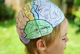 le cerveau un chapeau avec ses diffrentes parties sur la tête d'un enfant Part.1 Atlaneastro