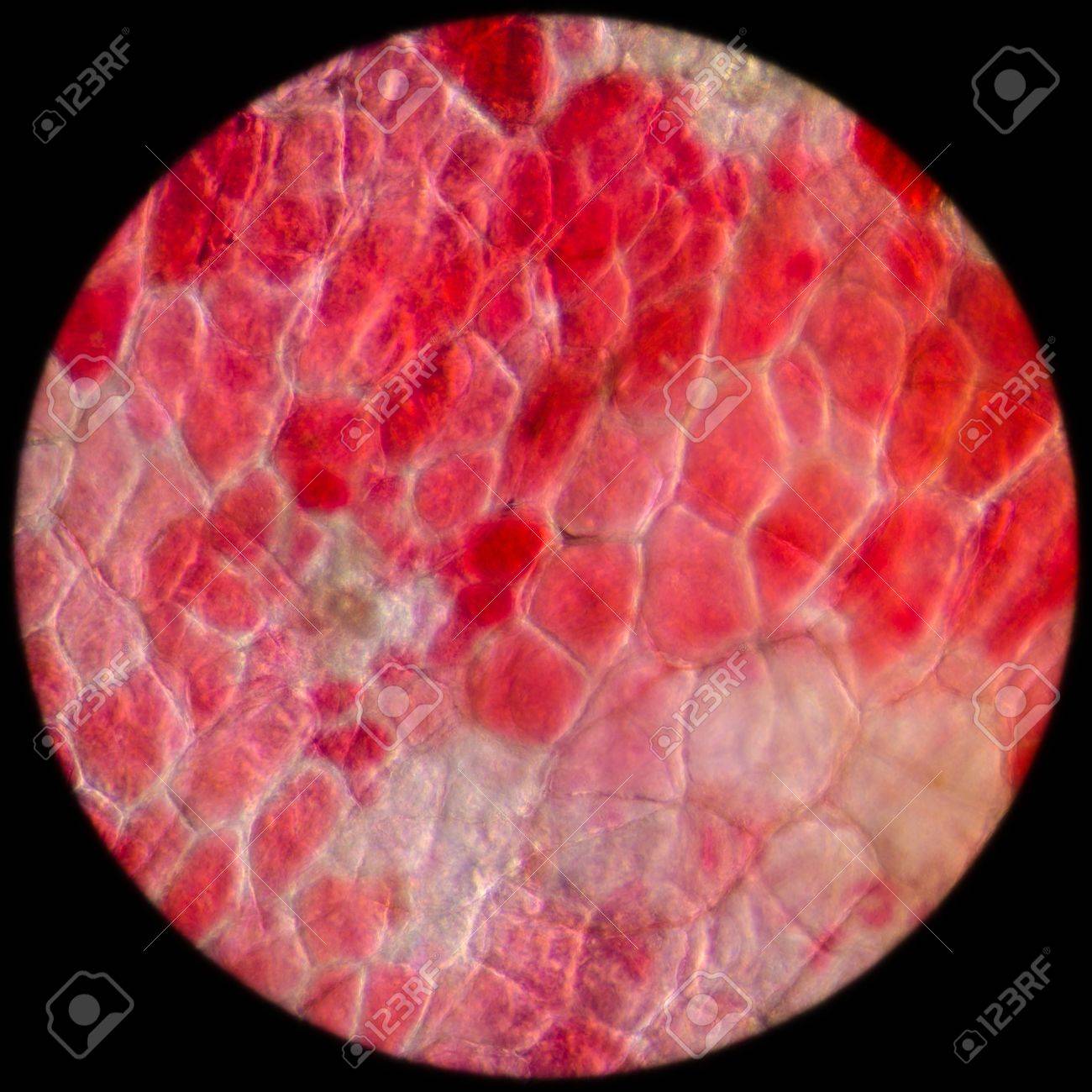 cellules de foie part-3-Atlaneastro
