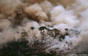 biologie feu de forêts engendrés par l'huike de palme Part.4-Atlaneastro