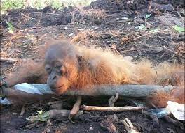biologie dommage de l'huile de palme un singe dénutrit Part.4-Atlanrastro