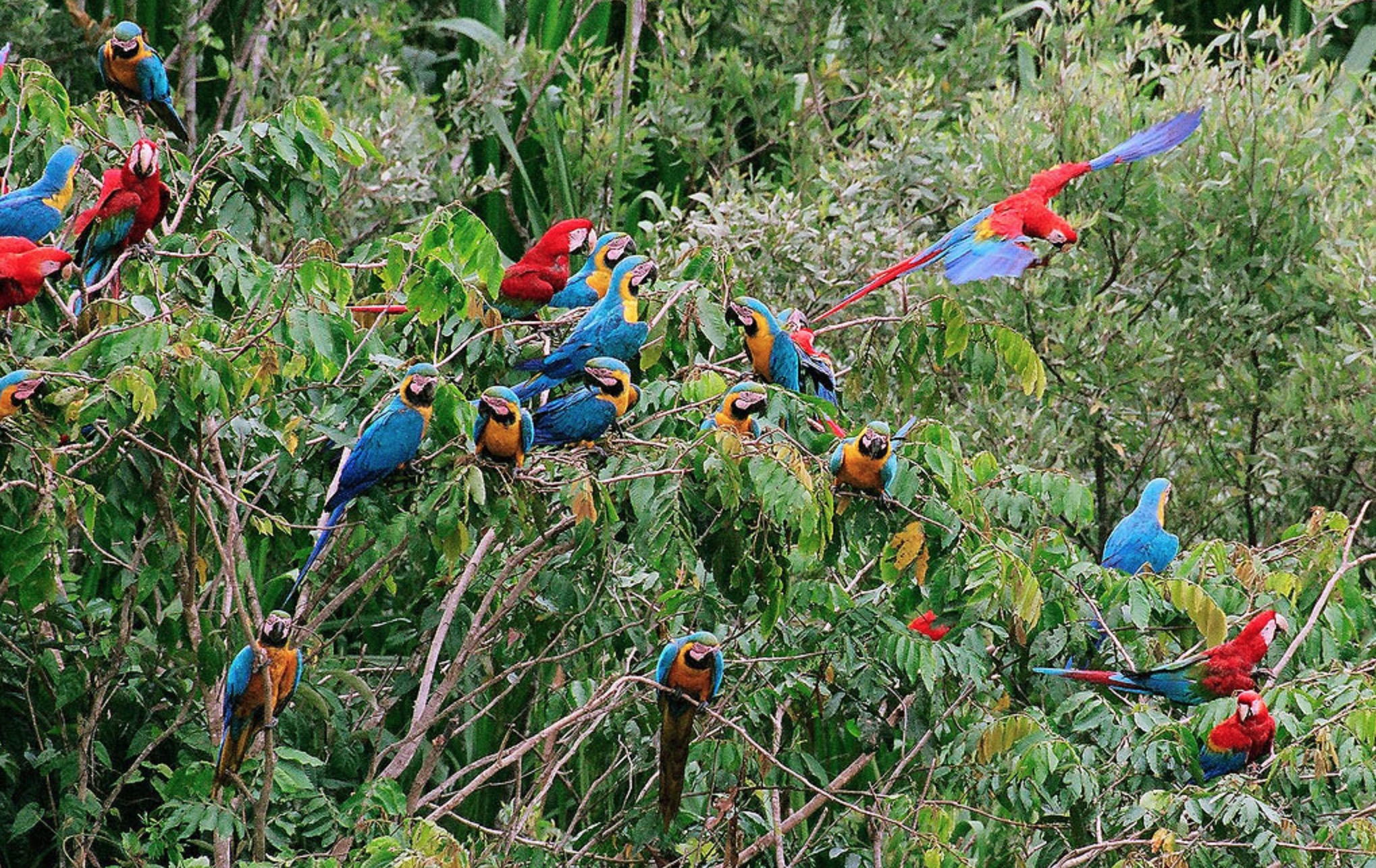 coeurs pérroquets dans la forêt amazonnienne Part.2-Atlaneastro
