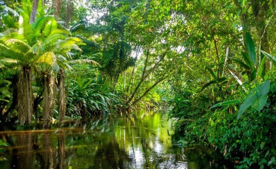 pardo, image de la forêt amazonnienne Part.3-Atlaneastro