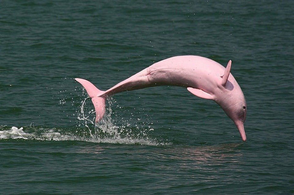 mère un dauphin rose d'Amazonie Part.5-Atlaneastro