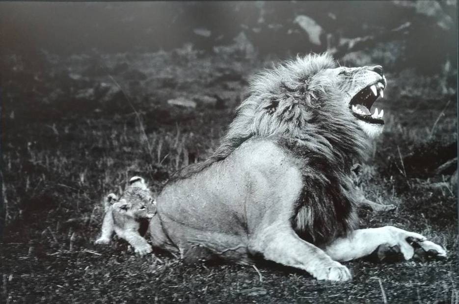 Yahn Arthus-Bertrand un lion et son petit Part.1-Atlaneastro