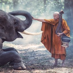 Tigh Naht Hanhcaresse un éléphant Part.1-Atlaneastro