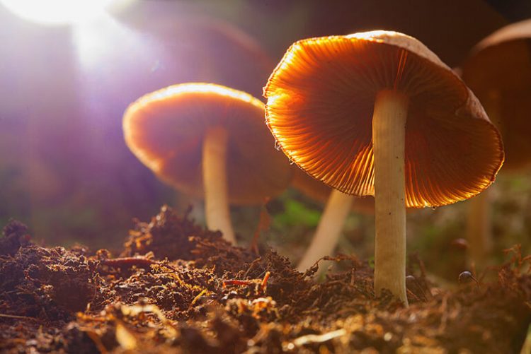 Les champignons et autres plantes hallucinogènes Part.2 champignon