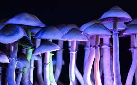 jeu de lumière champignons violacés la nuit Part.1-Atlaneastro