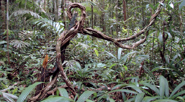 information liane d'Ayahuasca dans la forêt amazonnienne Part.3-Atlanestro