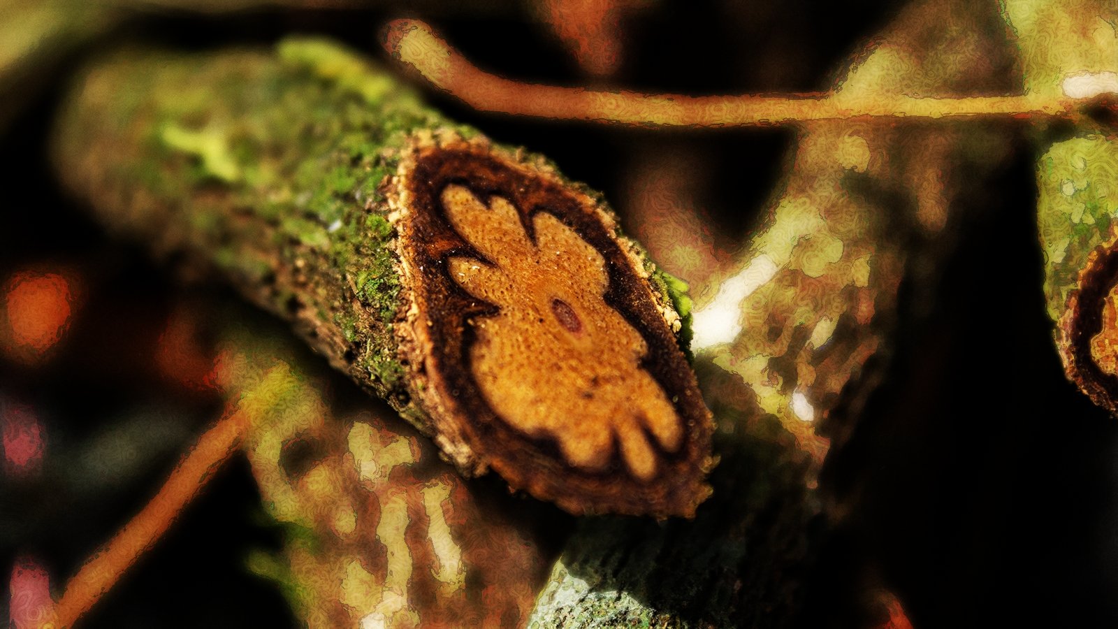 enthéogène une liane d'ayahuasca coupée Part.1-Atlaneastro