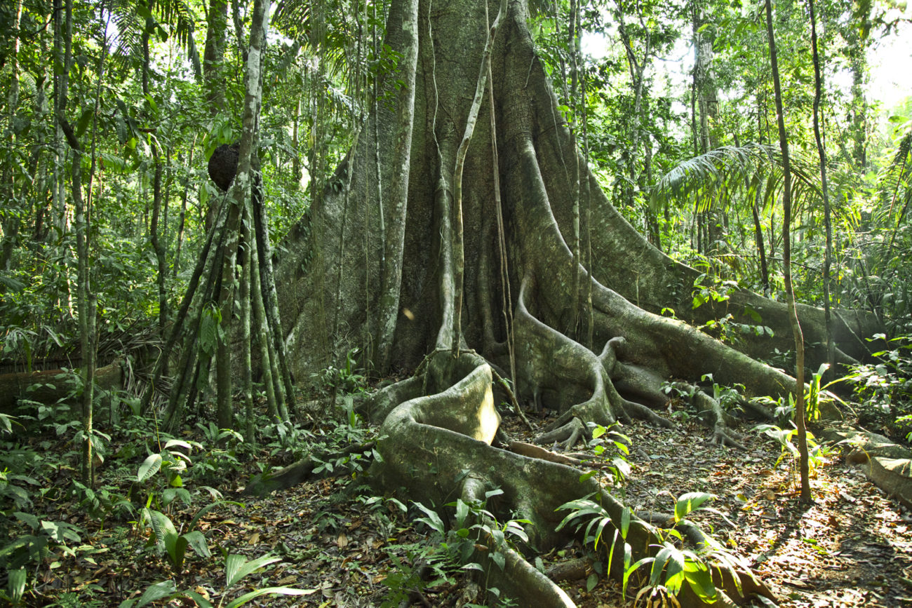 relier la forêt amazonienne Part.1-Atlaneastro
