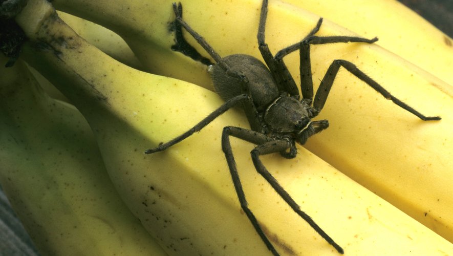 venin l'araignée banane Part.3-Atlaneastro