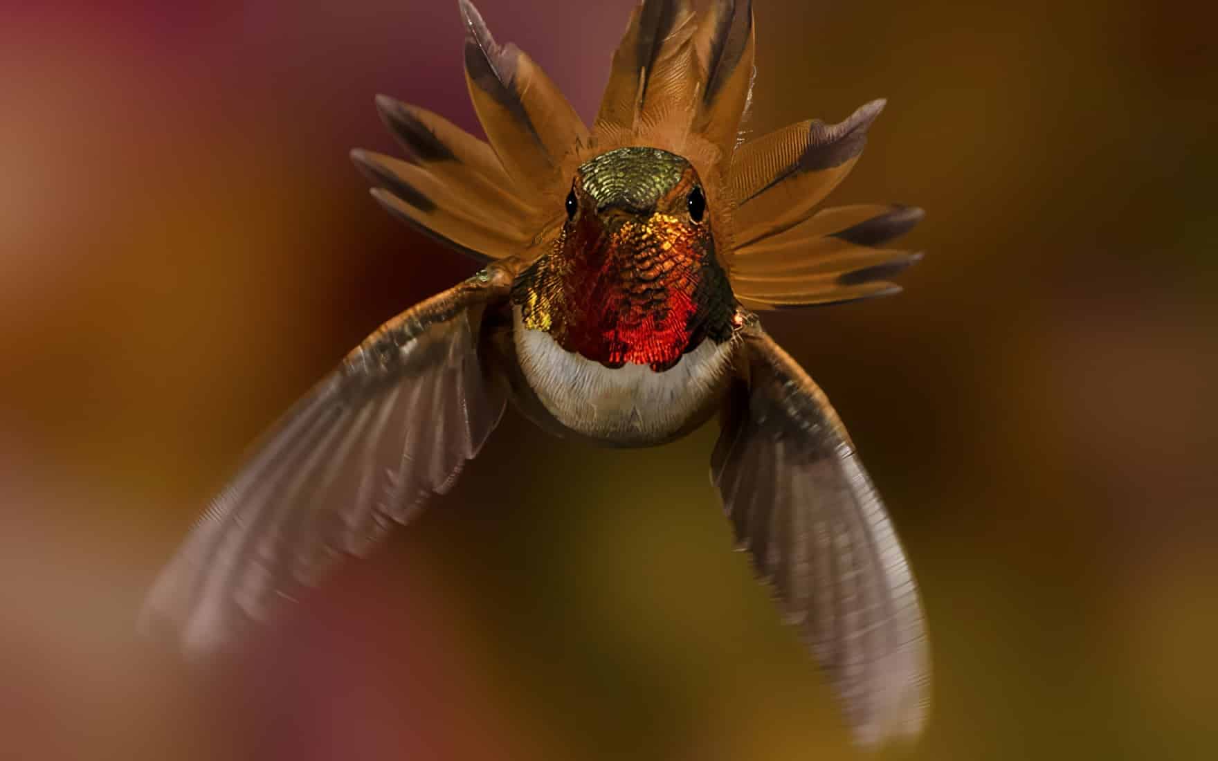 relier colibri Part.2-Atlaneastro