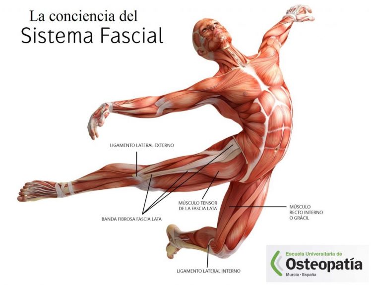 Le fascia a un rôle de structuration du corps physique Part.1