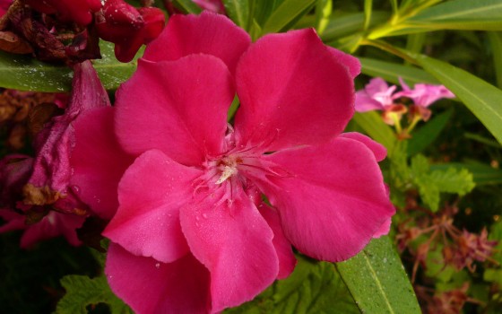 la fleur du laurier rose oléadrine -Atlaneastro